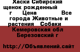 Хаски Сибирский (щенок рожденный 20.03.2017г.) › Цена ­ 25 000 - Все города Животные и растения » Собаки   . Кемеровская обл.,Березовский г.